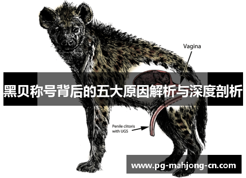 黑贝称号背后的五大原因解析与深度剖析 黑贝称号背后的五大原因解析与深度剖析